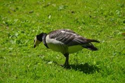 17-06-23_Skan_0999-GAB_3251